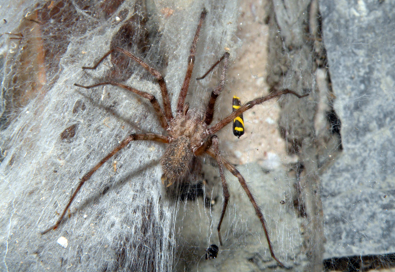 Tegenaria sp.